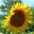tournesol