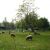 Moutons