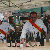 Les Escoffier contents-h2