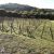 vignes