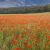 coquelicots 1