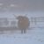 Highland cattle brume