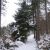 Notre forêt sous la neige