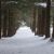 Notre forêt sous la neige