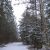 Notre forêt sous la neige
