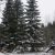 Notre forêt sous la neige