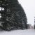 Notre forêt sous la neige
