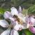 Fleurs de pommier Abeille avec pollen sur la patte