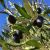 Belles olives mûres de novembre