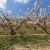 champs arbres en fleurs