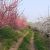 abricotiers et cerisiers en fleurs