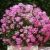 GERANIUM