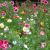 fleurs