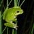 AMPHIBIENS