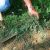 mauvaises herbes