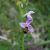 Ophrys bécasse. photo Segolène TRICOT
