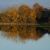 Etang de Vidrieux l'automne