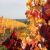 33. Dans les vignes derrière le Parc