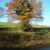 49. Paysages Bourassières