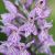 dactylorhiza-tachetee-2