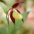 cypripedium-calceolus-3