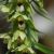 eepipactis-helleborine-2