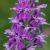 dactylorhiza-2