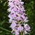 dactylorhiza-tachetee-1