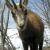 chamois