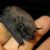 pipistrelle