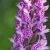 dactylorhiza-de-savoie