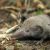 crocidura russula